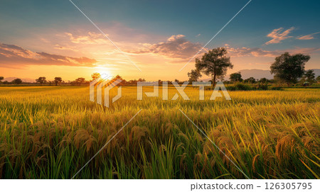 Lush rural scenery illuminated by the setting sun and spreading ears of rice 126305795