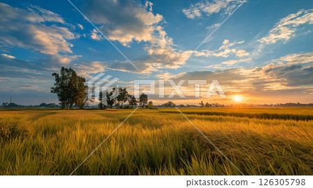 Lush rural scenery illuminated by the setting sun and spreading ears of rice Lush rural scenery illuminated by the setting sun and spreading ears of rice 126305798