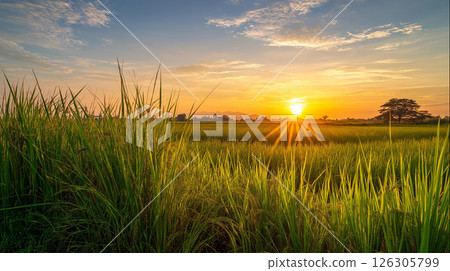 Lush rural scenery illuminated by the setting sun and spreading ears of rice 126305799