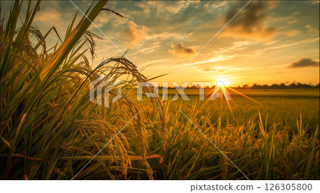 Lush rural scenery illuminated by the setting sun and spreading ears of rice 126305800