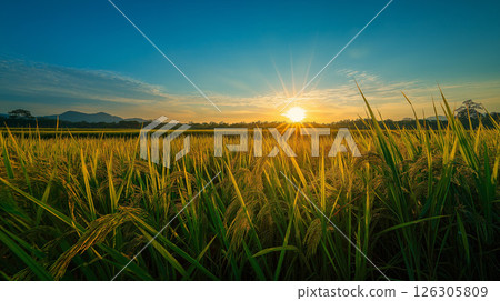Lush rural scenery illuminated by the setting sun and spreading ears of rice Lush rural scenery illuminated by the setting sun and spreading ears of rice 126305809