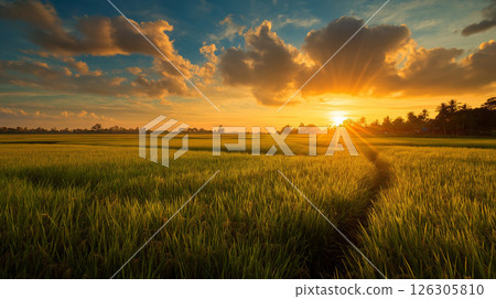 Lush rural scenery illuminated by the setting sun and spreading ears of rice Lush rural scenery illuminated by the setting sun and spreading ears of rice 126305810