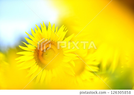 Sunflower in full bloom, summer image 126305858