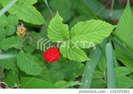 Raspberry Raspberry 126305962