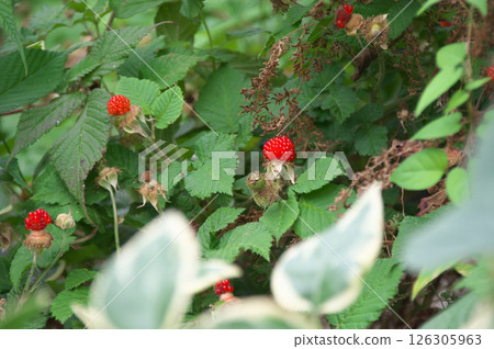 Kusaichigo 126305963