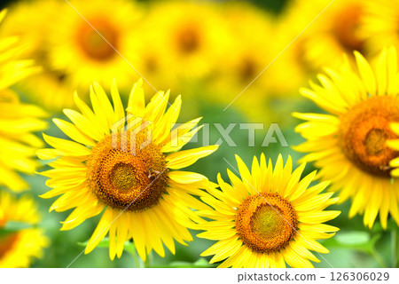 Sunflower in full bloom, summer image Sunflower in full bloom, summer image 126306029