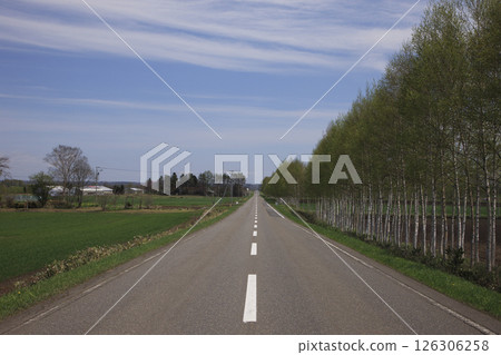 樺樹成蔭的道路 126306258