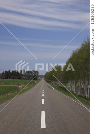 樺樹成蔭的道路 樺樹成蔭的道路 126306259