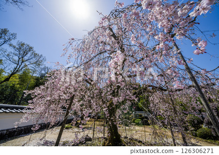 Weeping cherry blossoms in full bloom at Hojuin Temple in Tajimi City in spring 126306271