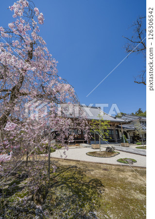 Weeping cherry blossoms at Hojuin Temple in full bloom in spring 126306542