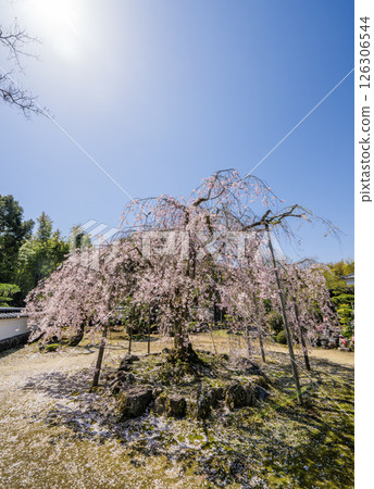 Weeping cherry blossoms at Hojuin Temple in full bloom in spring 126306544