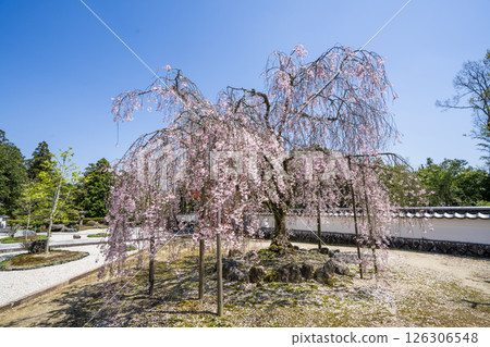 Weeping cherry blossoms at Hojuin Temple in full bloom in spring 126306548