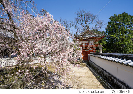 Weeping cherry blossoms in full bloom at Hojuin Temple in Tajimi City in spring 126306686