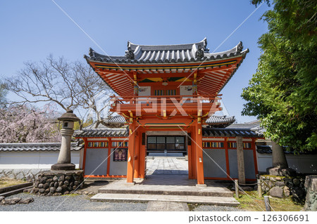 Weeping cherry blossoms in full bloom at Hojuin Temple in Tajimi City in spring 126306691