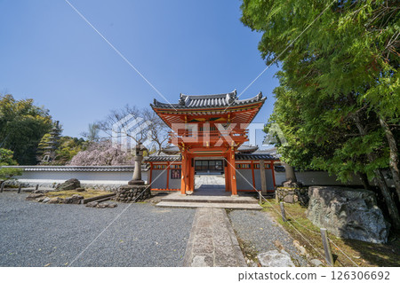 Weeping cherry blossoms in full bloom at Hojuin Temple in Tajimi City in spring 126306692