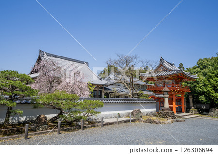 Weeping cherry blossoms in full bloom at Hojuin Temple in Tajimi City in spring 126306694