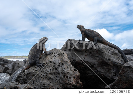 Marine iguana resting on rocks at Tortuga Bay beach, Galapagos, Ecuador 126306728