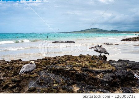 Brown Pelican on rocks at Puerto Villamil Beach, Isabela, Galapagos, Ecuador Brown Pelican on rocks at Puerto Villamil Beach, Isabela, Galapagos, Ecuador 126306732