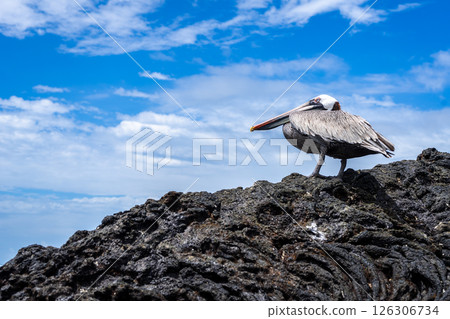 Brown Pelican on rocks at Puerto Villamil Beach, Isabela, Galapagos, Ecuador Brown Pelican on rocks at Puerto Villamil Beach, Isabela, Galapagos, Ecuador 126306734