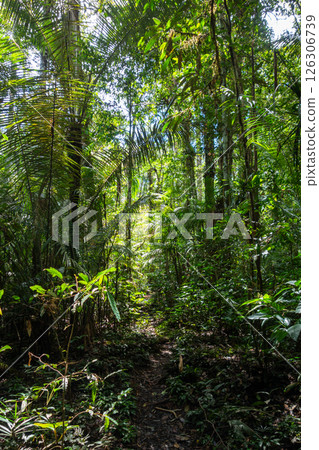 Lush rainforest canopy in Cuyabeno Reserve, Ecuador 126306739