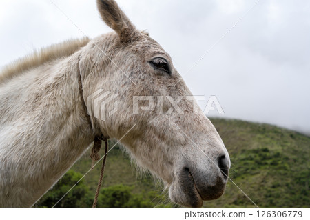 Horse resting on the Humantay Lake trek in the Peruvian Andes 126306779