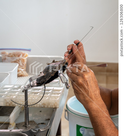 Harvesting Tahitian Black Pearls on Tahaa Island, French Polynesia 126306800