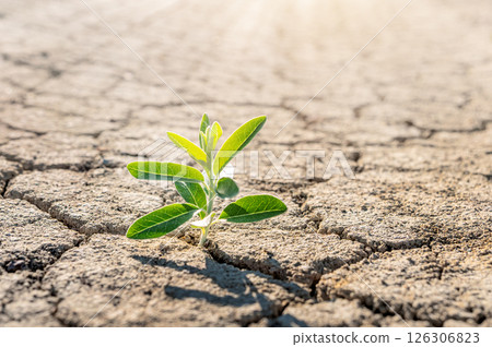 plant sprout growing through dry diert crack in desert plant sprout growing through dry diert crack in desert 126306823