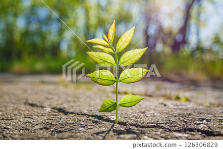 small green plant grows through a crack in asphalt 126306829