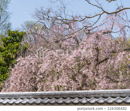 春天，寶珠院的垂枝櫻花盛開 126306882
