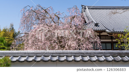 Weeping cherry blossoms in full bloom at Hojuin Temple in spring 126306883