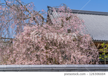 Weeping cherry blossoms in full bloom at Hojuin Temple in spring 126306884
