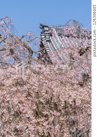Weeping cherry blossoms in full bloom at Hojuin Temple in spring 126306885