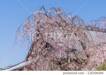 Weeping cherry blossoms in full bloom at Hojuin Temple in spring 126306886