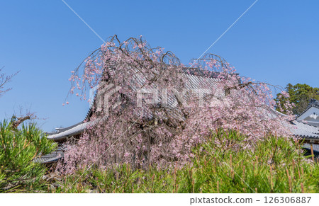 Weeping cherry blossoms in full bloom at Hojuin Temple in spring Weeping cherry blossoms in full bloom at Hojuin Temple in spring 126306887