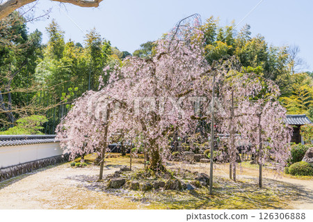 春天，寶珠院的垂枝櫻花盛開 126306888