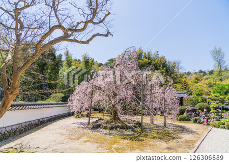 Weeping cherry blossoms in full bloom at Hojuin Temple in spring 126306889