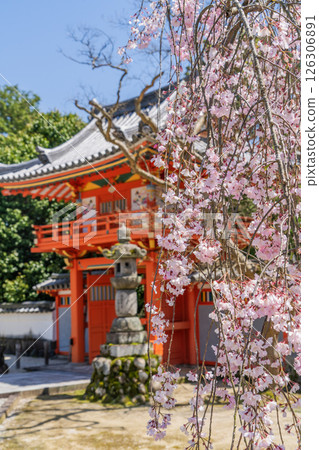 Weeping cherry blossoms in full bloom at Hojuin Temple in spring Weeping cherry blossoms in full bloom at Hojuin Temple in spring 126306891