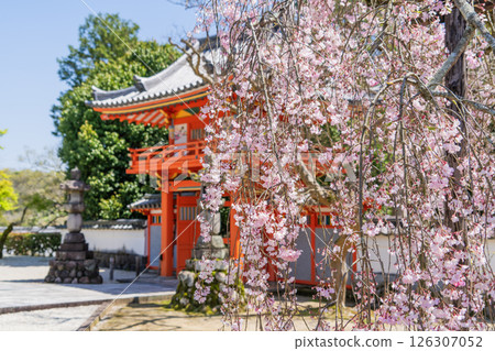 Weeping cherry blossoms in full bloom at Hojuin Temple in spring 126307052