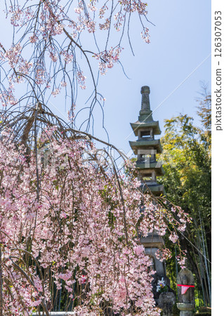 春天，寶珠院的垂枝櫻花盛開 126307053