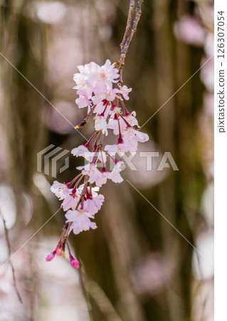 Weeping cherry blossoms in full bloom at Hojuin Temple in spring Weeping cherry blossoms in full bloom at Hojuin Temple in spring 126307054