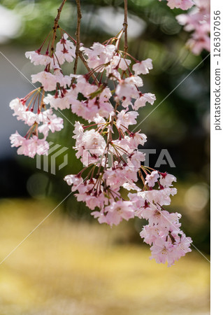 Weeping cherry blossoms in full bloom at Hojuin Temple in spring Weeping cherry blossoms in full bloom at Hojuin Temple in spring 126307056