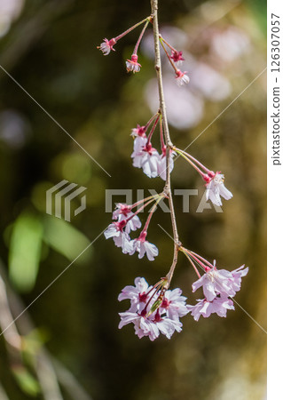 Weeping cherry blossoms in full bloom at Hojuin Temple in spring 126307057