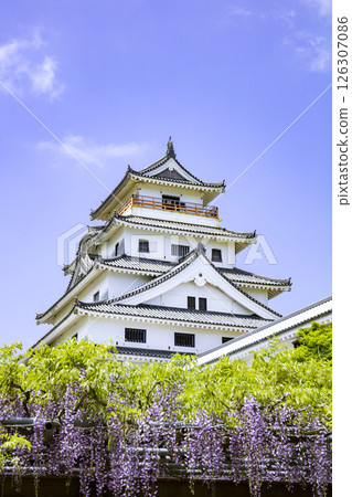 Beautiful Karatsu Castle (Karatsu City, Saga Prefecture) where wisteria flowers are in full bloom 126307086