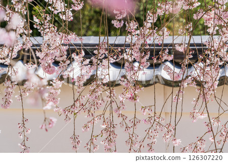 Weeping cherry blossoms at Hojuin Temple in full bloom in spring 126307220