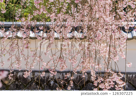 Weeping cherry blossoms at Hojuin Temple in full bloom in spring 126307225