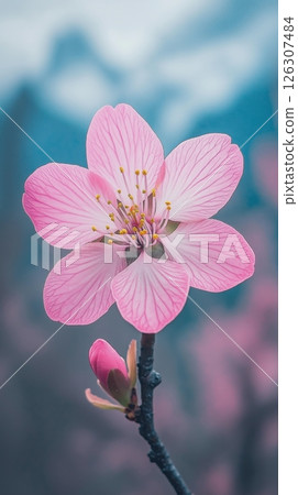 Delicate pink cherry blossom with five petals and yellow stamens stands out against a blurry sky 126307484