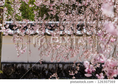 Weeping cherry blossoms at Hojuin Temple in full bloom in spring 126307569