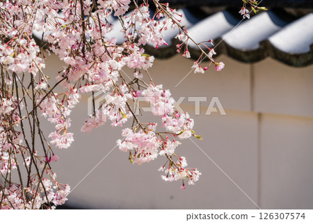 Weeping cherry blossoms at Hojuin Temple in full bloom in spring 126307574