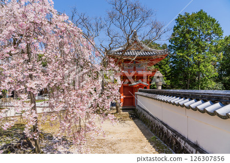 Weeping cherry blossoms at Hojuin Temple in full bloom in spring 126307856