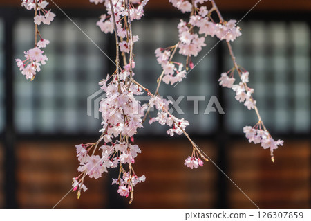 Weeping cherry blossoms at Hojuin Temple in full bloom in spring 126307859